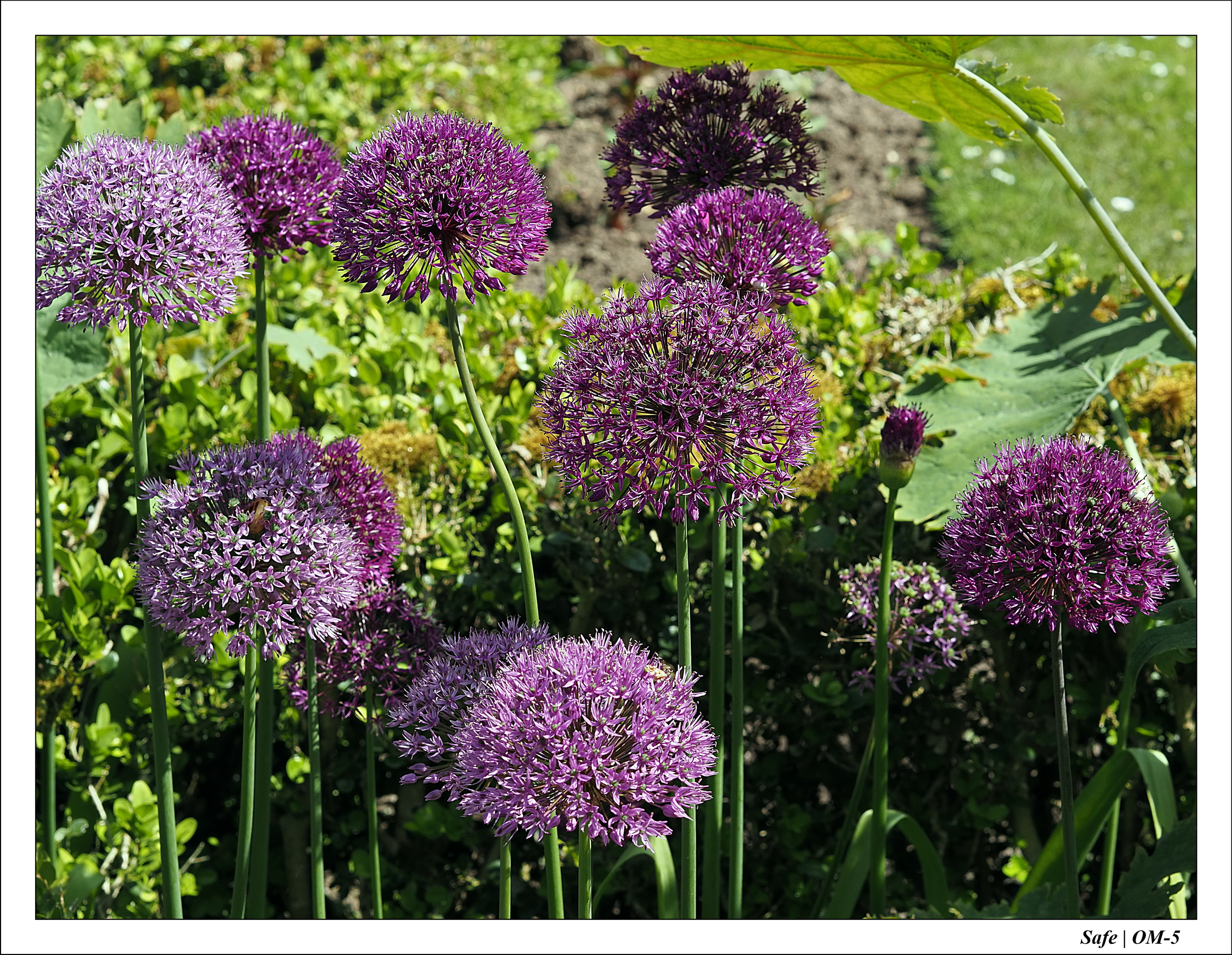 2024 - 05 - Bagatelle - 24